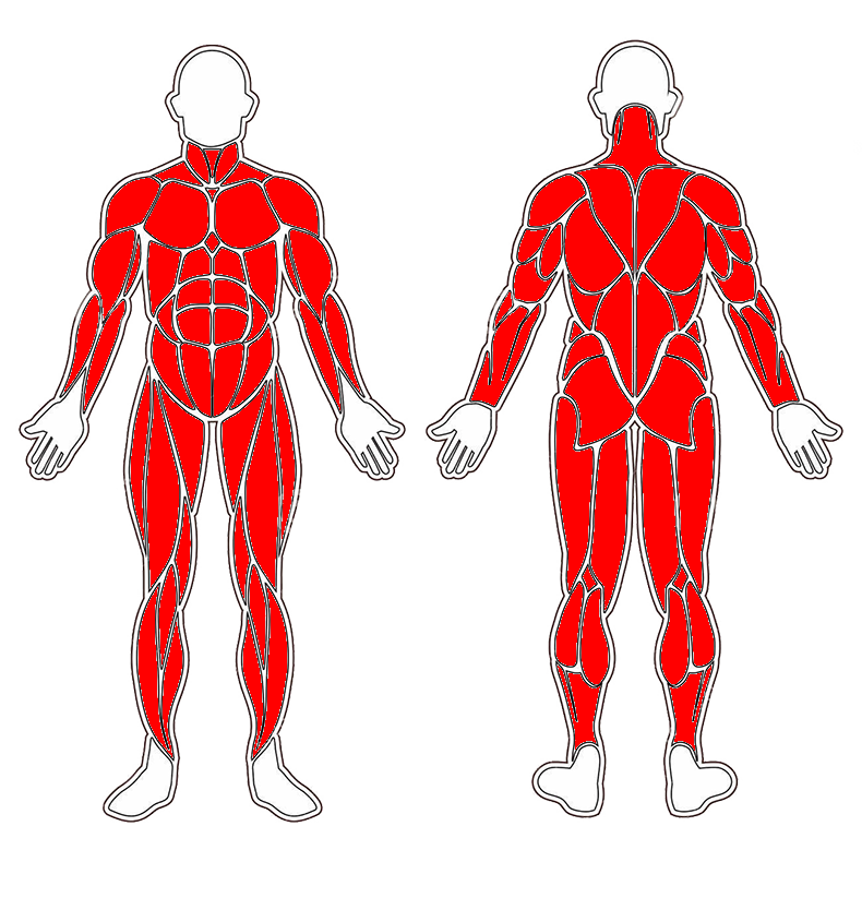 Mapa svalů